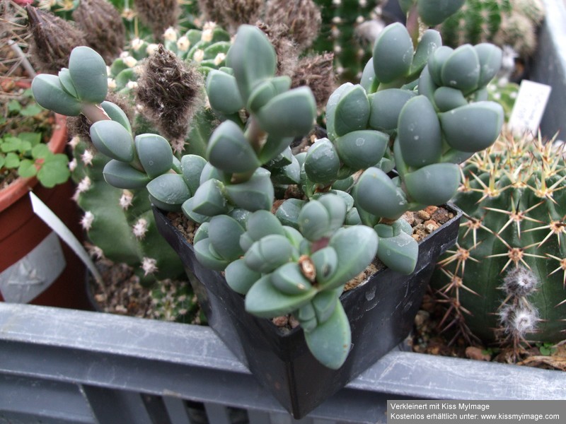 Delosperma sutherlandii_klein.jpg