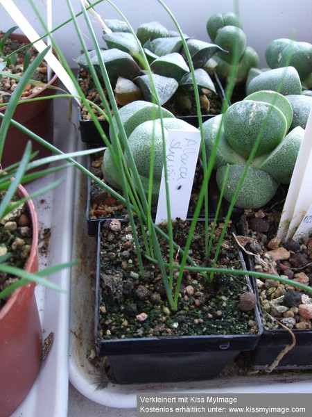 Albuca shawii_klein.jpg