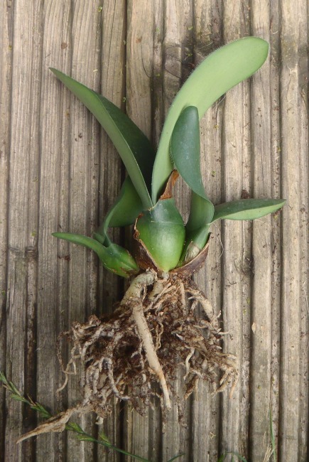 Haemanthus deformis