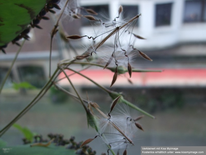 Pelargonium quinquelobatum_klein.jpg