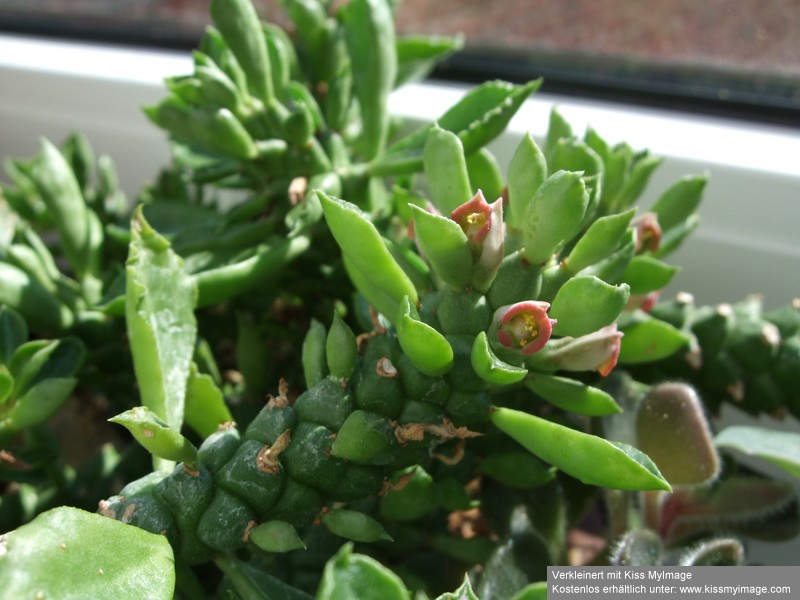 Monadenium guentheri_klein.jpg