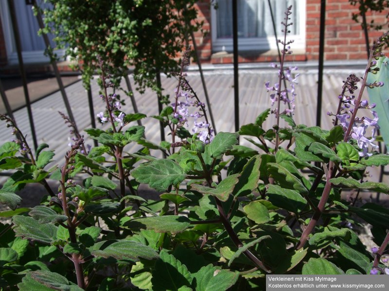 Plectranthus ernstii_klein.jpg