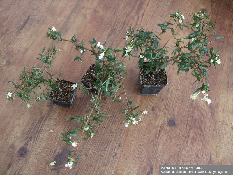 Begonia partita next generation_klein.jpg