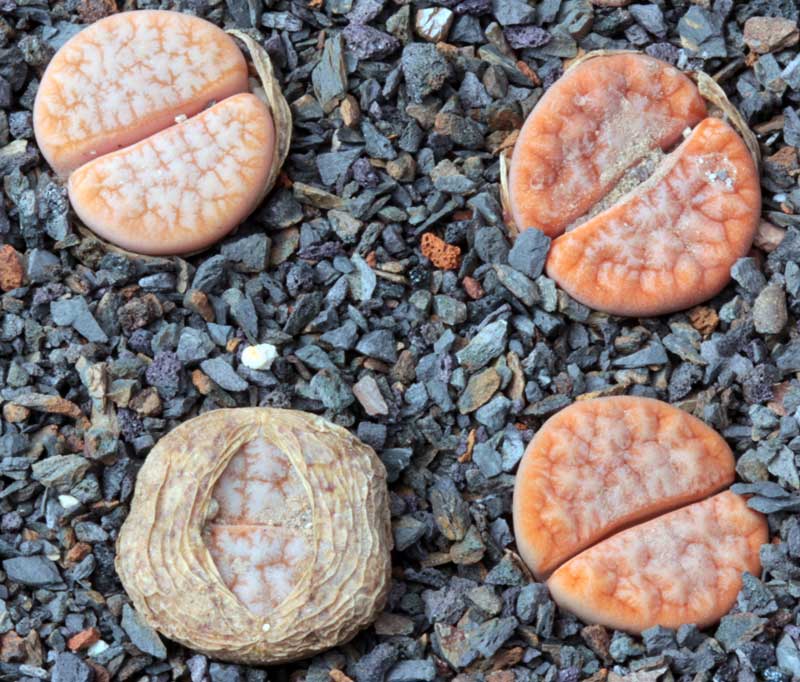 Lithops gracilidelineata &quot;Cafe' au Lait&quot;