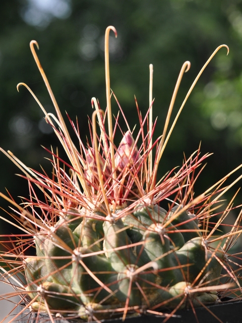 Hamatocactus hamatacanthus var. davisii klein.jpg