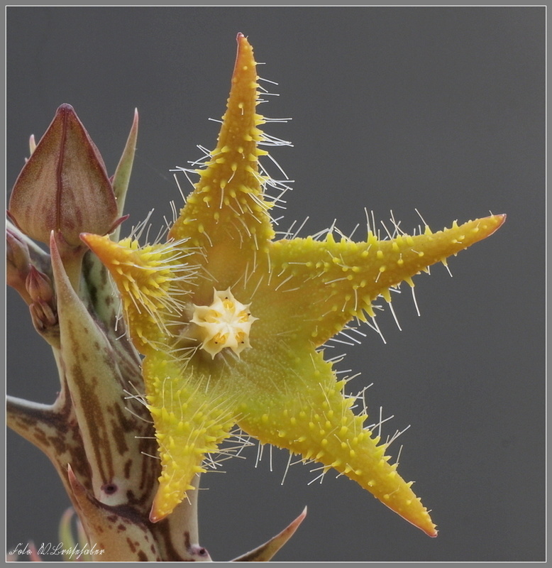 Wasserzeichen_Orbea_dummeri.JPG