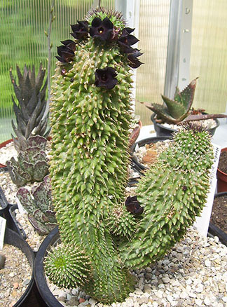 hoodia170509.jpg