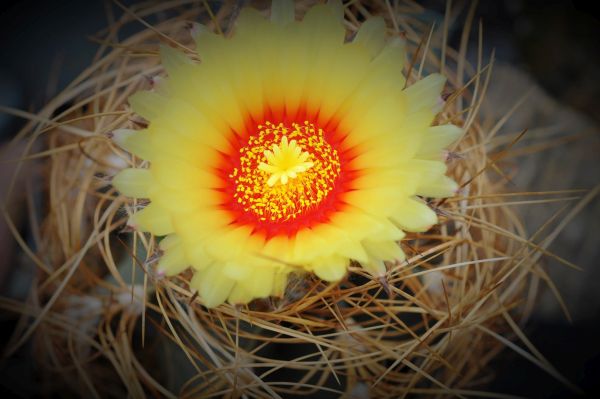 Astrophytum senile klein.jpg