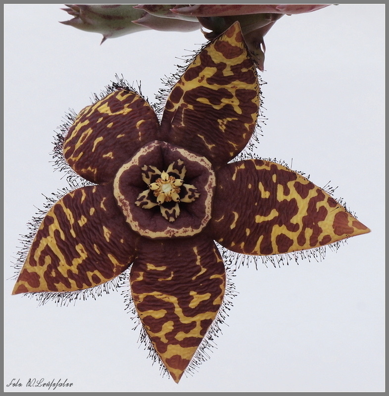 Orbea semota (könnte lt. Asclepidarium Orbea semota var. orientalis sein)