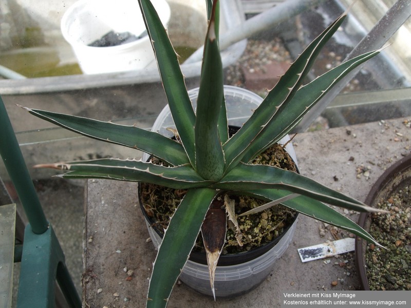 Agave difformis_klein.jpg