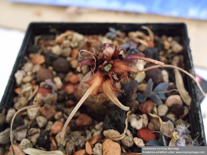 Pelargonium oblongatum 2_klein.jpg