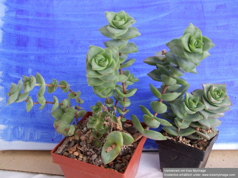 Crassula perforata_klein.jpg